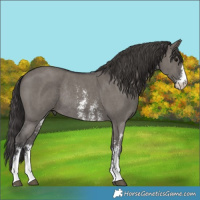 Horse Color:Smoky Grullo Sabino Rabicano