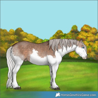 Horse Color:Silver Brown Dun Splash Tobiano 