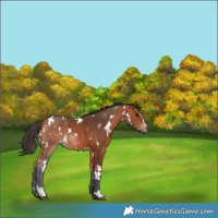 Horse Color:White Spotted Bay Sabino Rabicano 