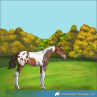Horse Color:Bay Tobiano Appaloosa 