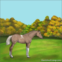 Horse Color:Silver Grullo Tobiano