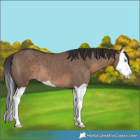 Horse Color:Brown Dun Splash 