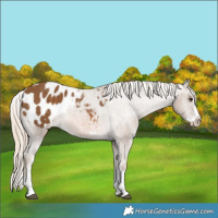 Horse Color:Chocolate Palomino Splash Appaloosa 