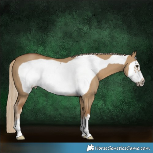 Horse Color:Chocolate Palomino Dun Frame 