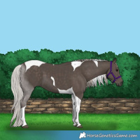 Horse Color:Silver Black Tobiano 