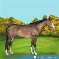 Horse Color:Brown Dun and Brown Dun