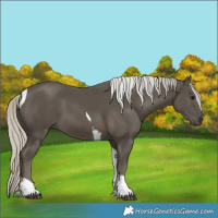 Horse Color:Silver Smoky Black Tobiano 