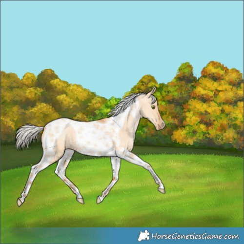 Horse Color:Silver Bay Pearl Dun Tobiano 