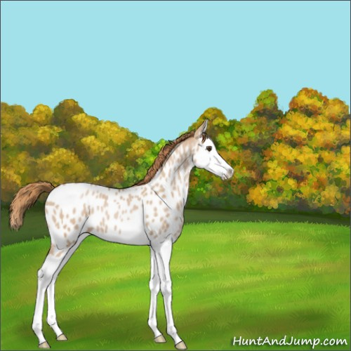 Horse Color:Grullo Pearl Splash Appaloosa 