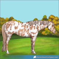 Horse Color:Gold Champagne Near Leopard
