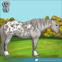 Horse Color:Grullo Appaloosa 