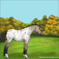 Horse Color:Brown Roan Dun Appaloosa 