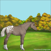Horse Color:Silver Grullo Appaloosa 