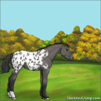 Horse Color:Grullo Appaloosa 
