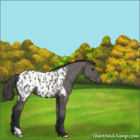 Horse Color:Grullo Appaloosa 