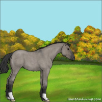 Horse Color:Grullo Roan 