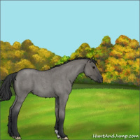 Horse Color:Grullo Roan 