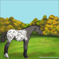 Horse Color:Grullo Appaloosa