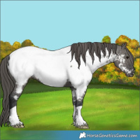 Horse Color:Grullo Appaloosa 