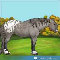 Horse Color:Grullo Appaloosa 