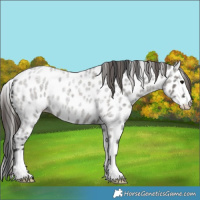 Horse Color:Grullo Roan Appaloosa 