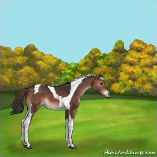 Horse Color:Bay Tobiano 