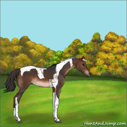 Horse Color:Brown Tobiano 