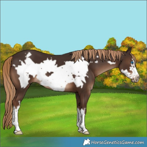 Horse Color:White Spotted Liver Chestnut Frame 