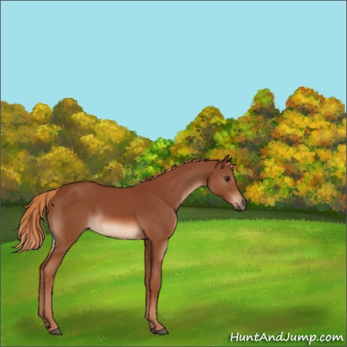 Horse Color:Chestnut Rabicano 