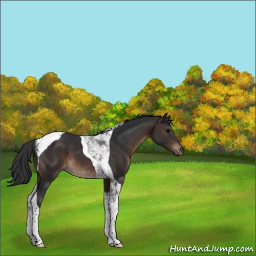 Horse Color:Brown Tobiano 