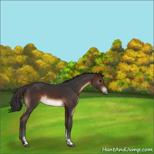 Horse Color:Bay Tobiano 