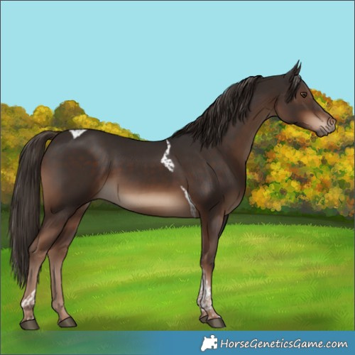 Horse Color:Liver Chestnut Tobiano Rabicano 