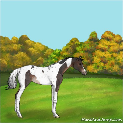 Horse Color:Brown Tobiano Rabicano 