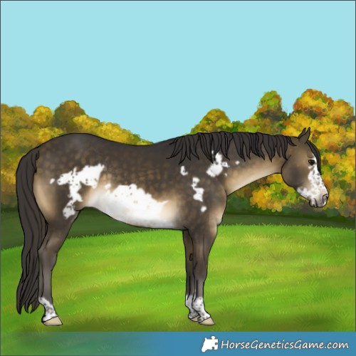 Horse Color:Buckskin Frame Rabicano 