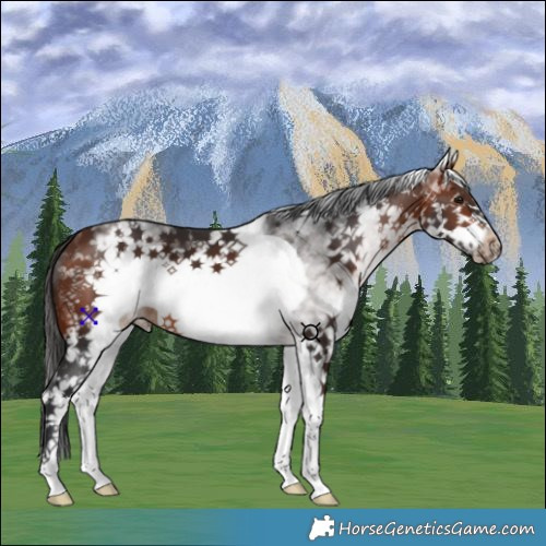 Horse Color:White Spotted Bay Frame 