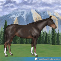 Horse Color:Liver Chestnut Tobiano 