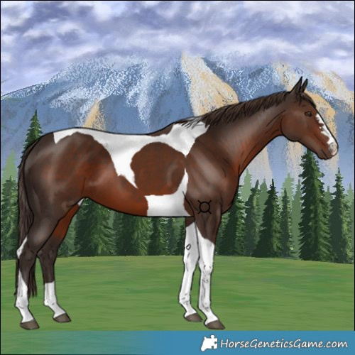 Horse Color:Liver Chestnut Tobiano 