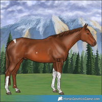 Horse Color:Chestnut Tobiano