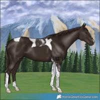Horse Color:Liver Chestnut Tobiano 