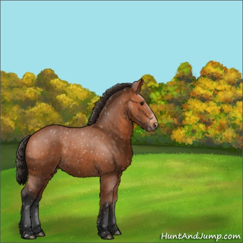Horse Color:Bay Appaloosa Rabicano 
