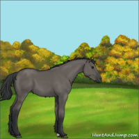 Horse Color:Grullo