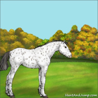 Horse Color:Grullo Appaloosa 