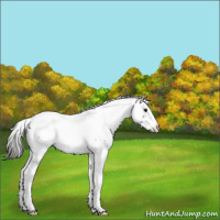 Horse Color:Grullo Appaloosa 