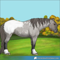 Horse Color:Grullo Roan Appaloosa