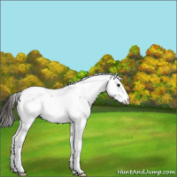 Horse Color:Grullo Appaloosa 