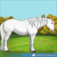 Horse Color:Silver Grullo Appaloosa 
