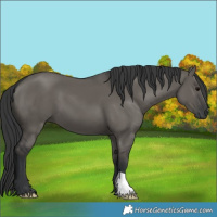 Horse Color:Grullo 