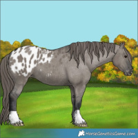 Horse Color:Grullo Appaloosa 
