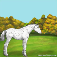Horse Color:Grullo Appaloosa 