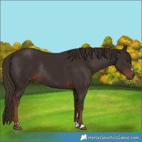 Horse Color:Liver Chestnut Rabicano 